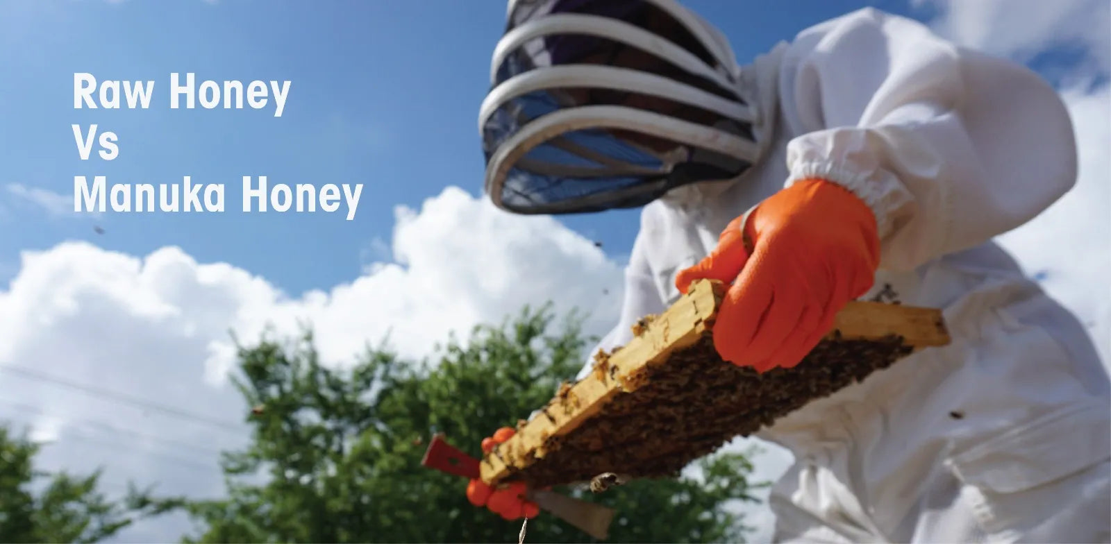 Manuka Honey vs Raw Honey