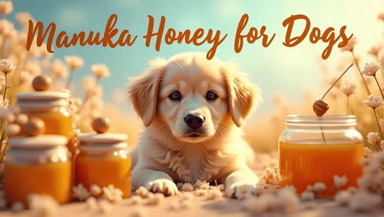 Le miel de Manuka est-il sans danger pour les chiens ?
