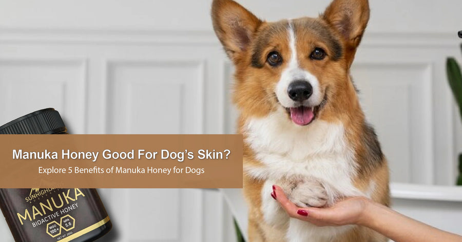 Is Manuka Honey Good and Effective for Dogs' Skin?