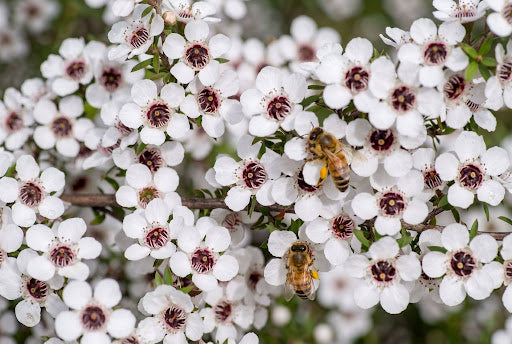 Manuka Honey: Origin & Production