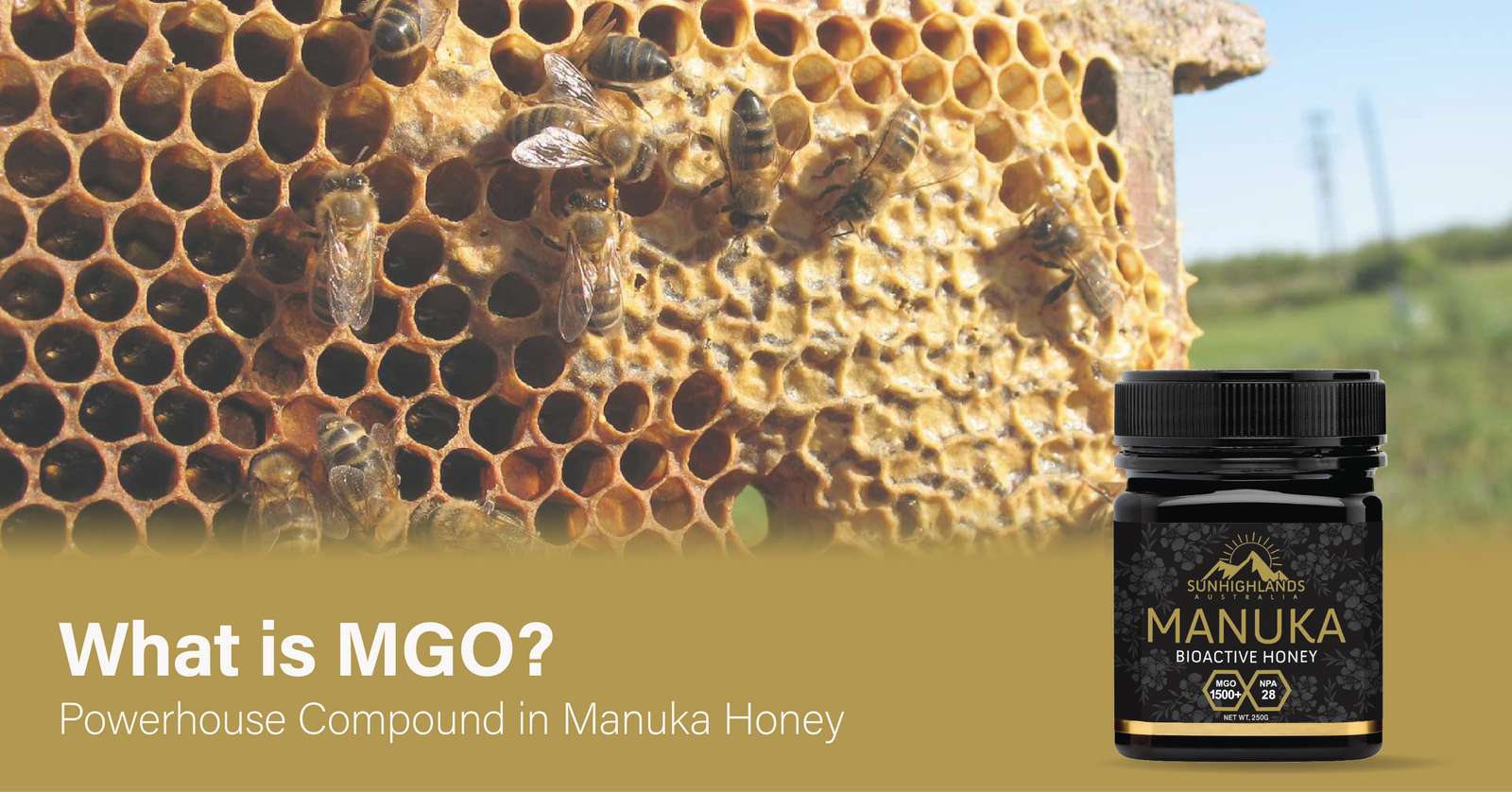 Unveiling MGO: The Powerhouse Compound in Manuka Honey – Sunhighlands