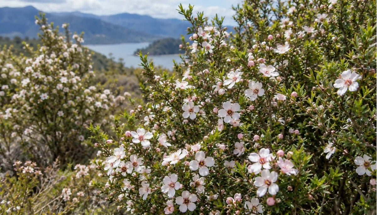 Manuka honey