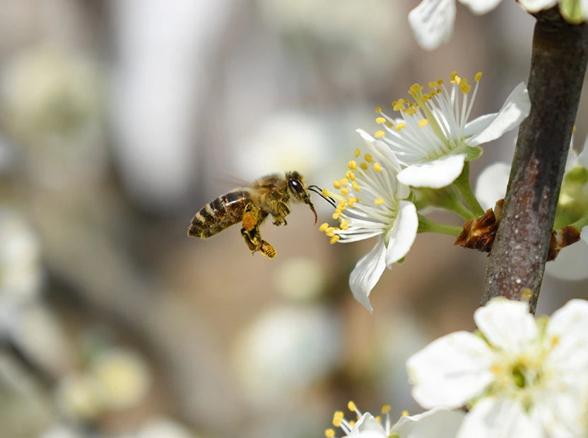 Manuka Honey MGO 1500+ 250g