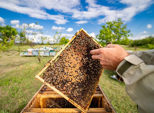 manuka honey natural remedy 