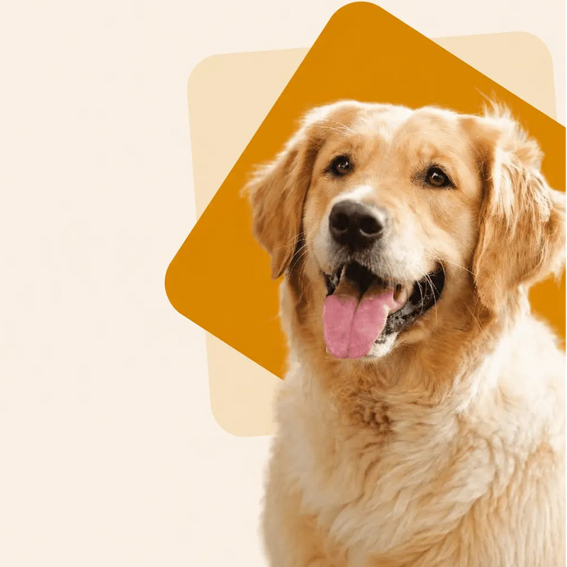 Le meilleur miel de Manuka pour chiens