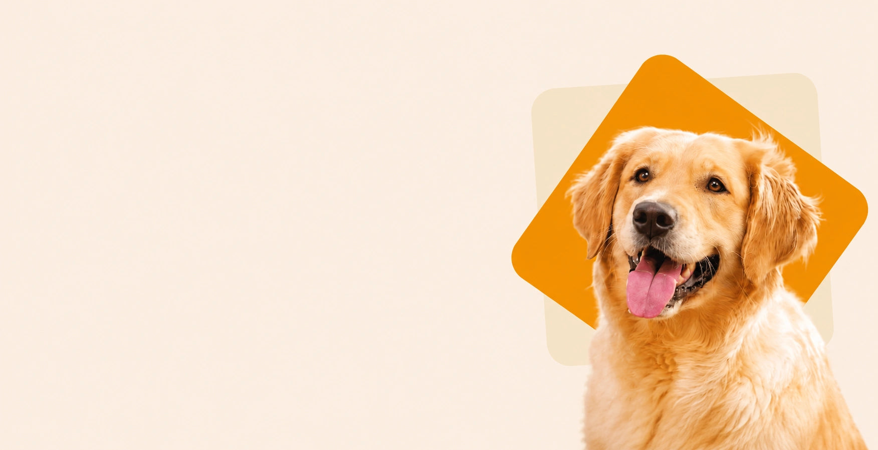 Le meilleur miel de Manuka pour chiens